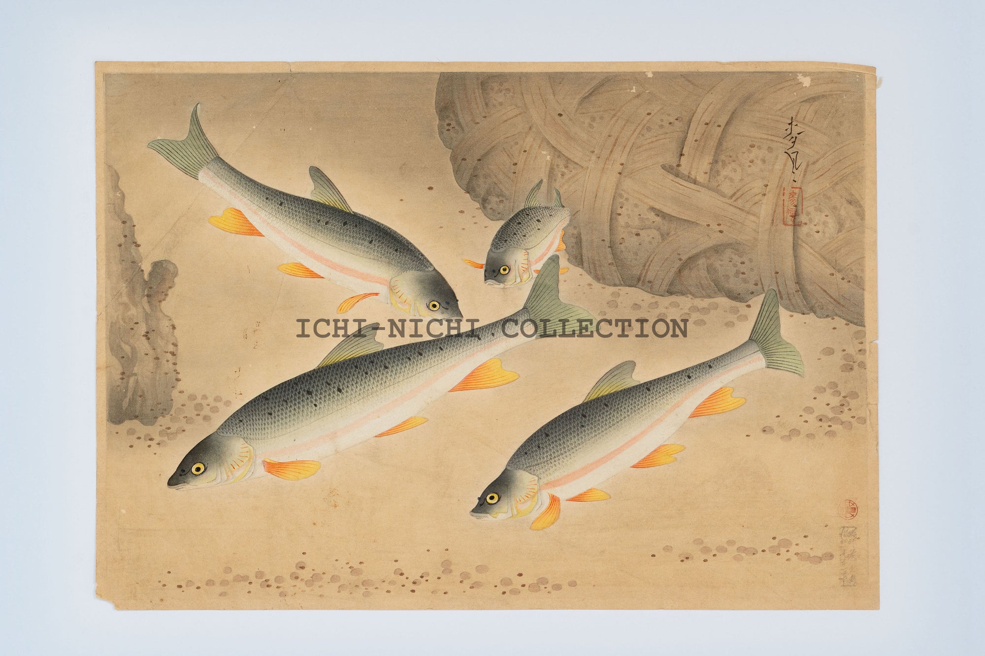 Original Ono Bakufu woodblock print & Fish of Japan / "Dace (Ugui)"