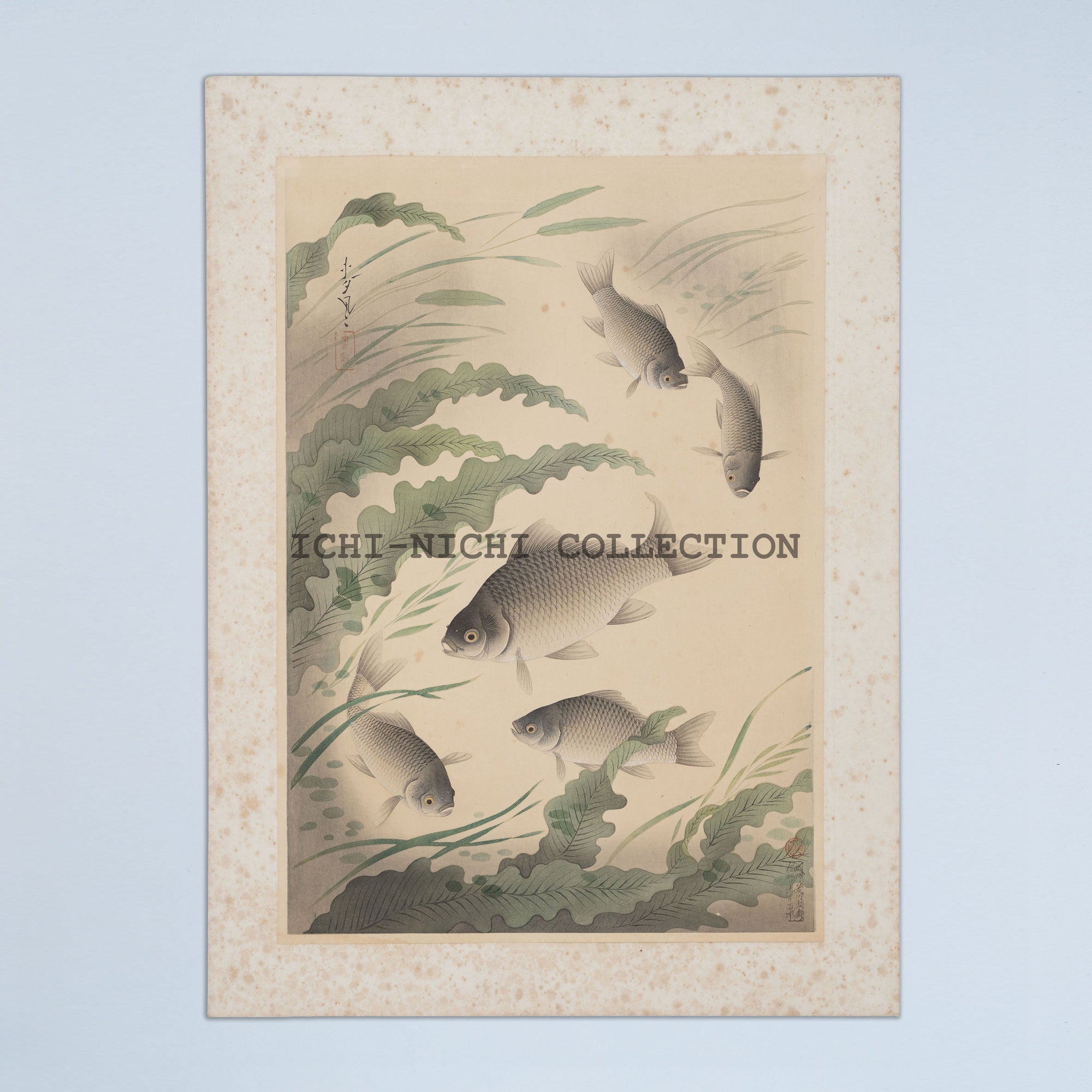 Original  Ono Bakufu woodblock print"  Fish of Japan"  / Crucian Carp